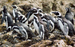 pinguinos tour chiloe magico turismo paraiso del sur
