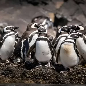 Tour ruta de los pingüinos avistamiento en Chiloé