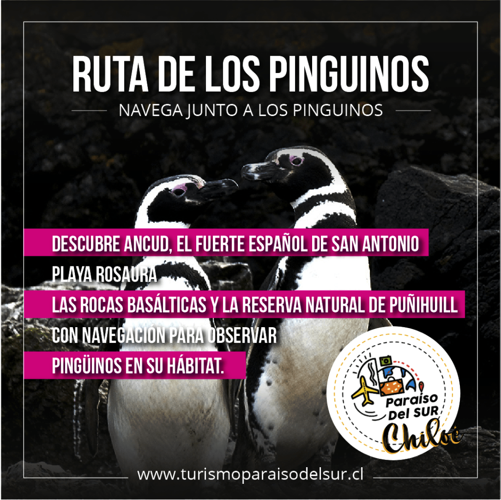 tour-turismo-paraiso-del-sur-ruta-de-los-pinguinos-min