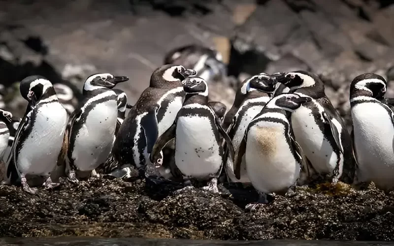 Tour ruta de los pingüinos avistamiento en Chiloé